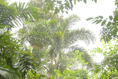 Normanbya normanbyi, photograph 3