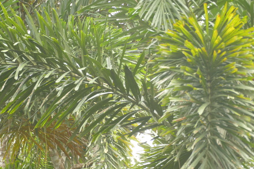 Normanbya normanbyi, photograph 5
