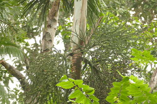 Normanbya normanbyi, photograph 4