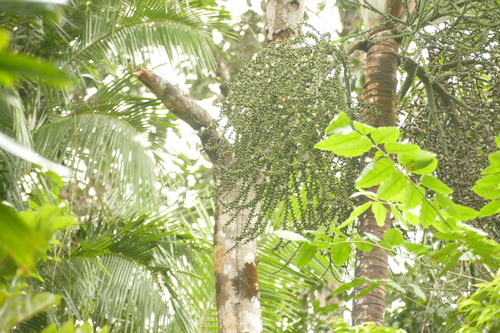 Normanbya normanbyi, photograph 6