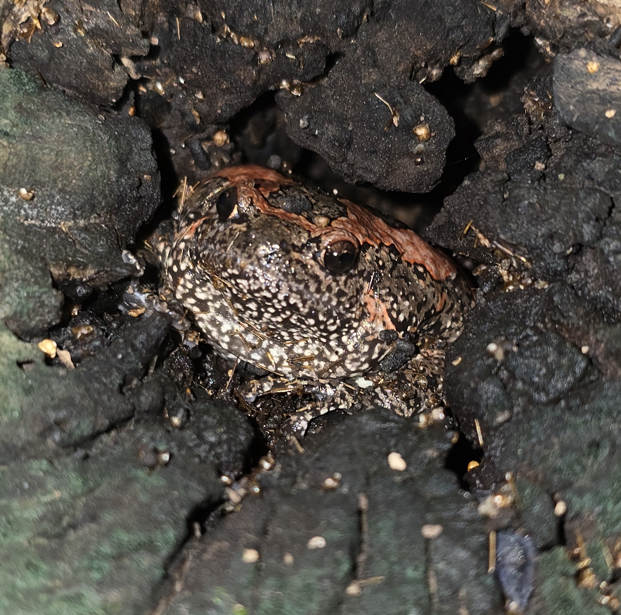 Painted Balloon Frog