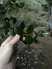 Eugenia capensis, photograph (c) Sunčana Bradley, some rights reserved (CC BY)