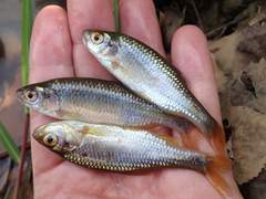 Petroleuciscus borysthenicus