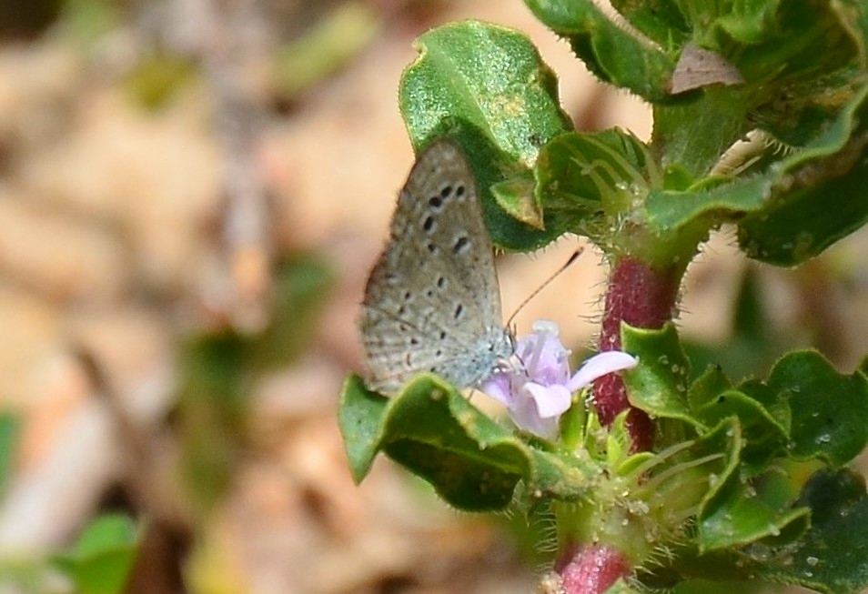 Lesser Grass Blue