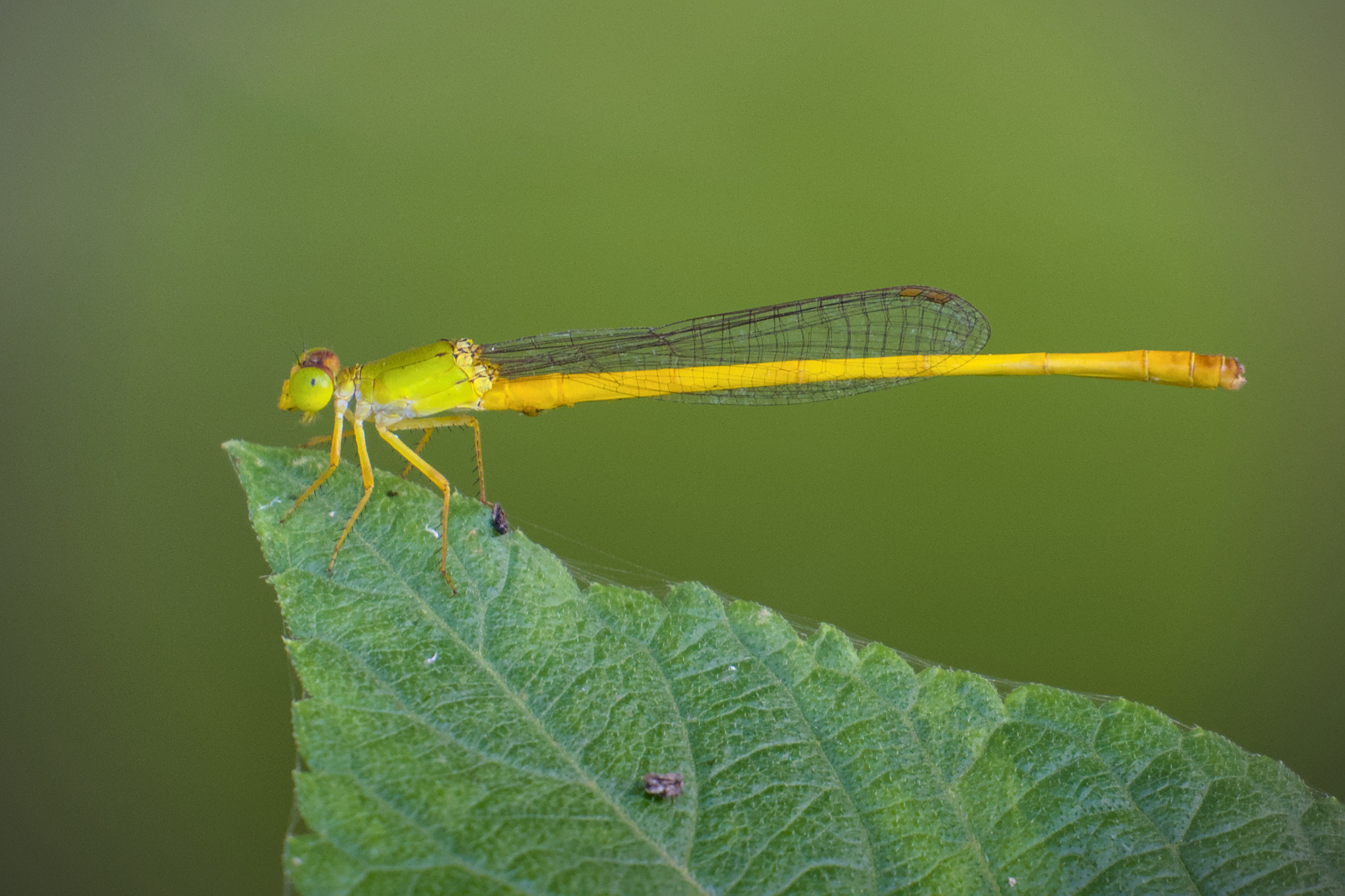 Coromandel Marsh Dart