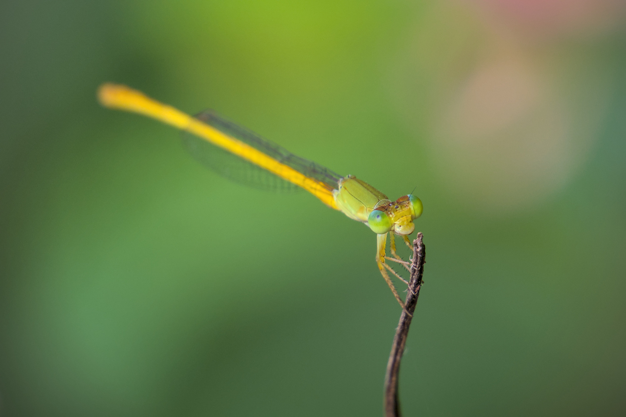 Coromandel Marsh Dart