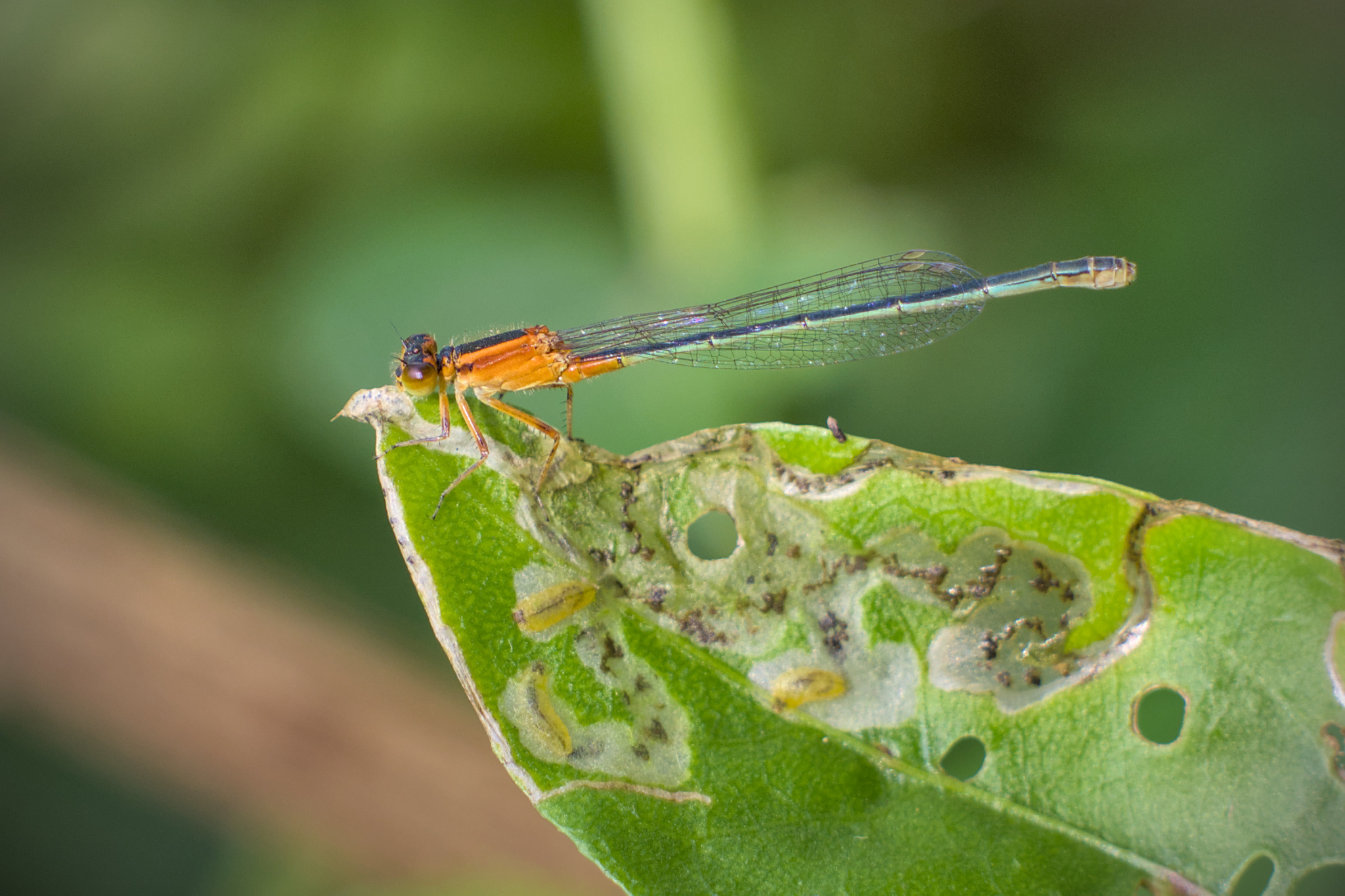 Tropical Bluetail