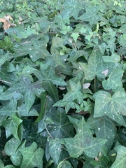 Phryganidia californica