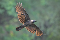 House Crow photo 5