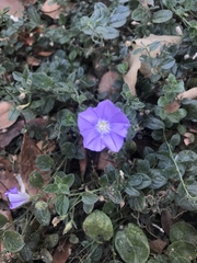 Convolvulus sabatius