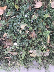 Convolvulus sabatius