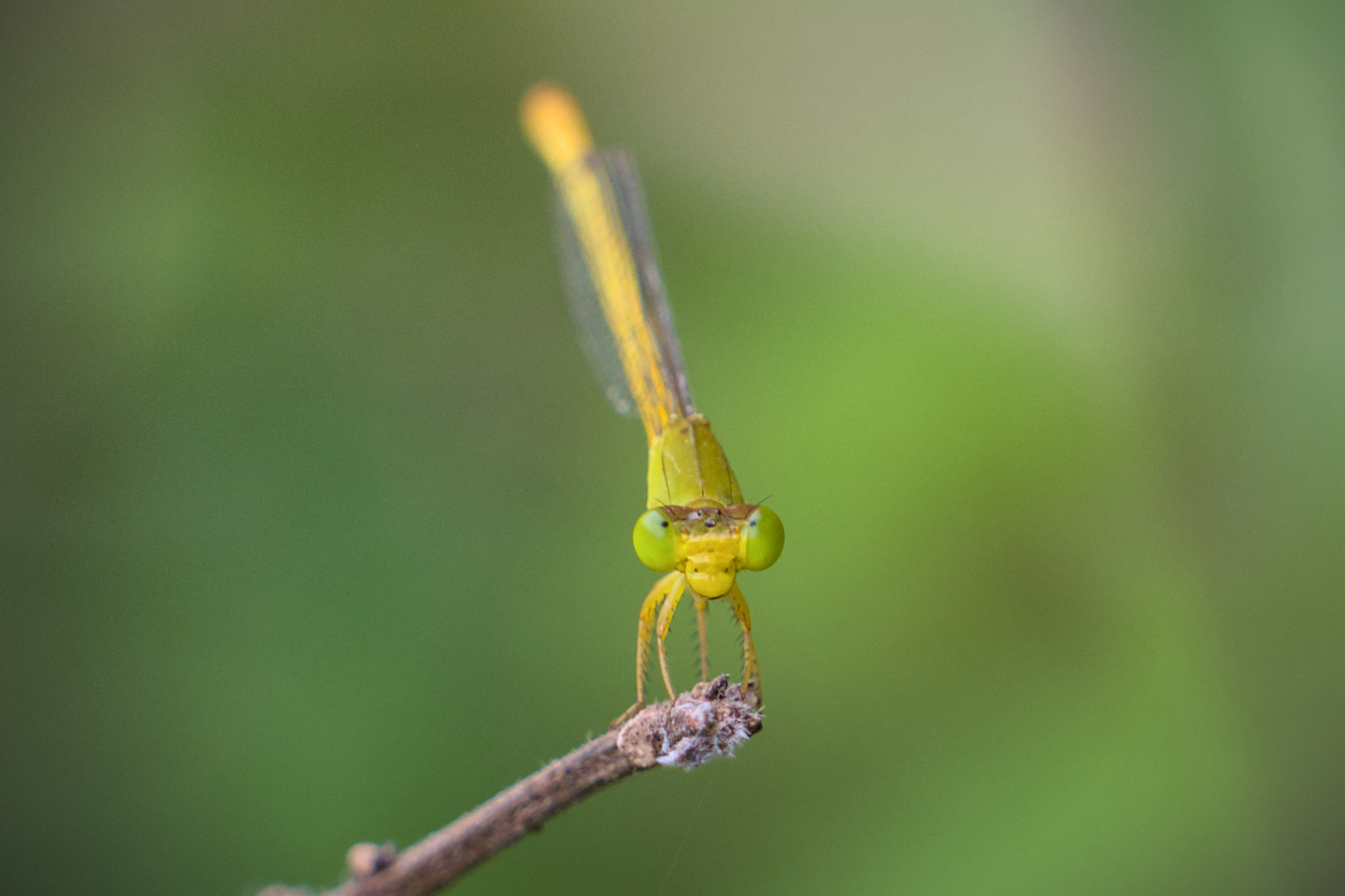 Coromandel Marsh Dart