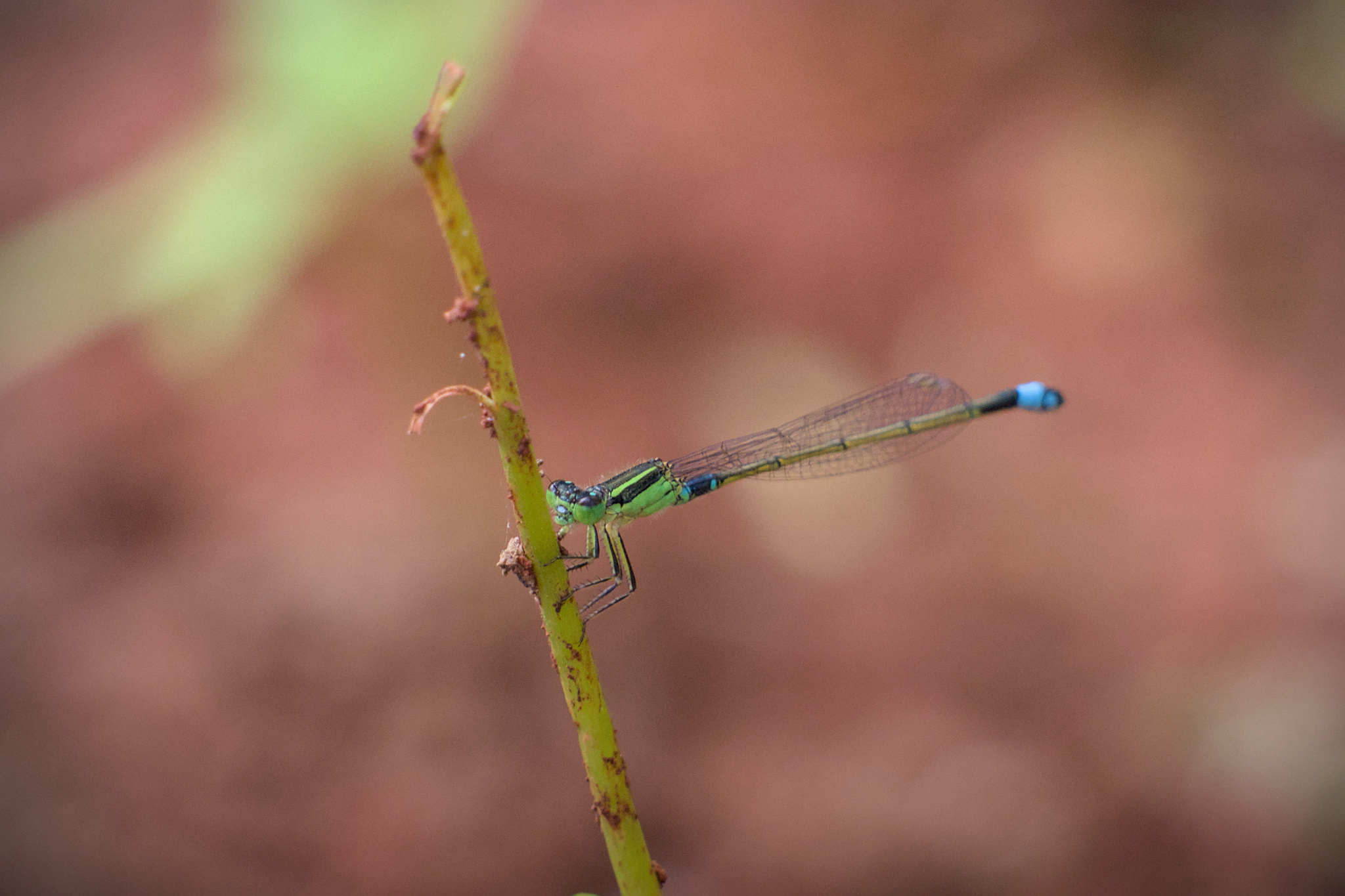 Tropical Bluetail