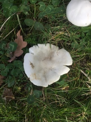 Agaricineae