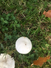 Agaricineae