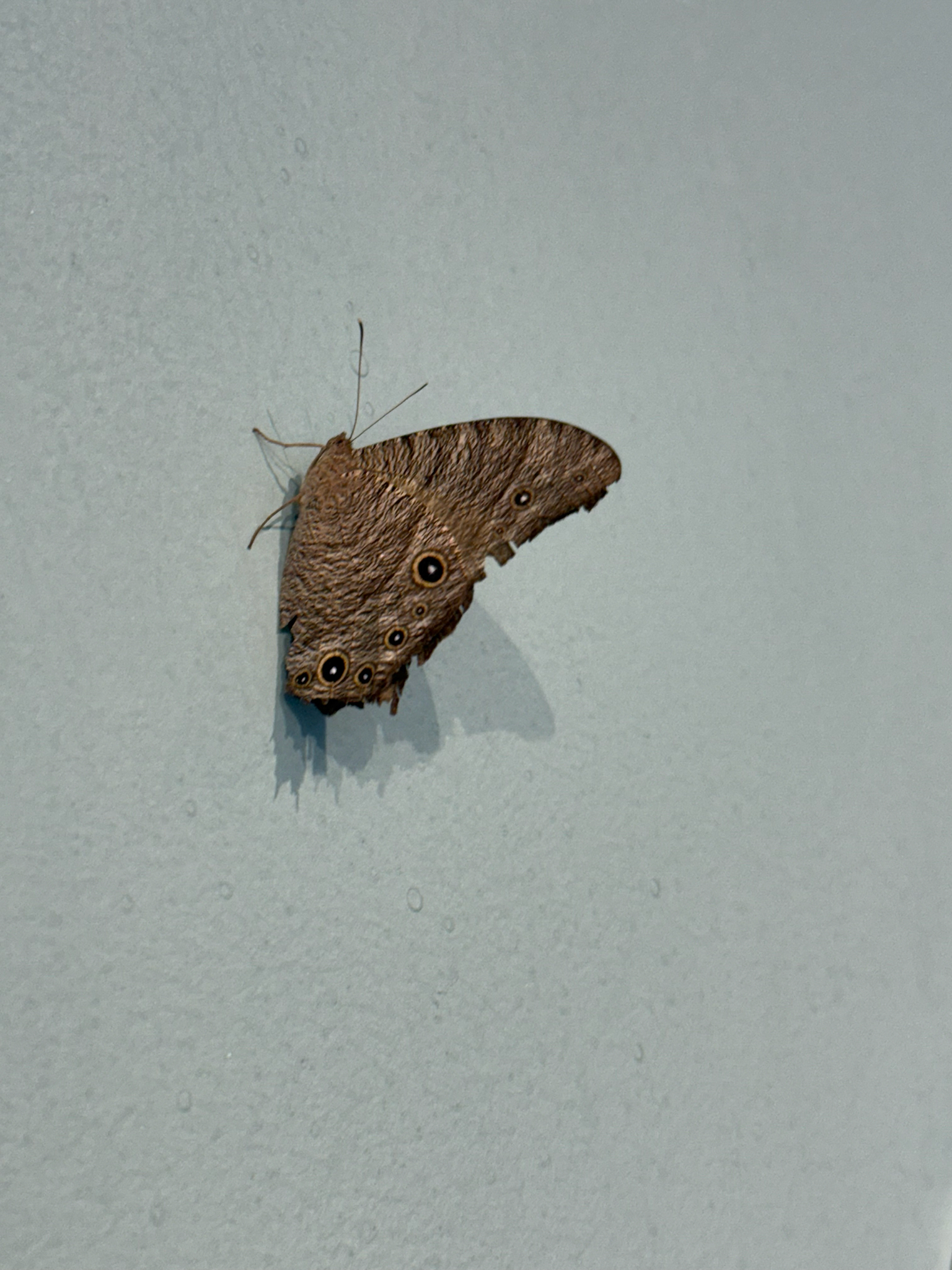 Common Evening Brown