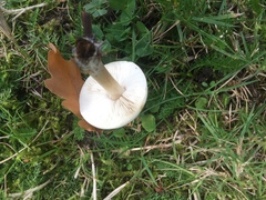 Agaricineae