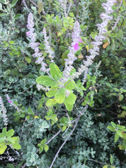 Aloysia macrostachya