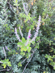 Aloysia macrostachya