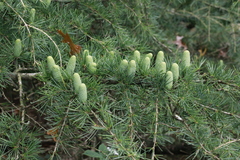 Cedrus deodara