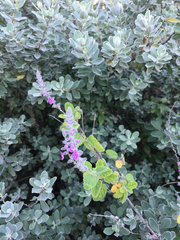 Aloysia macrostachya