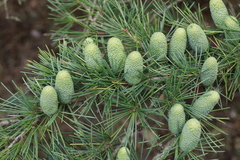 Cedrus deodara
