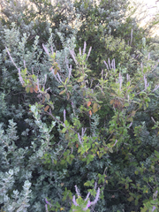 Aloysia macrostachya