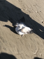 Larus delawarensis