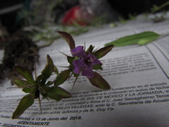 Dyschoriste capitata