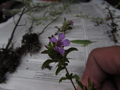 Dyschoriste capitata