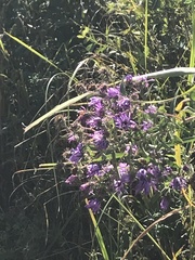 Liatris squarrosa