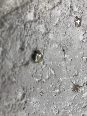 Zonitidae