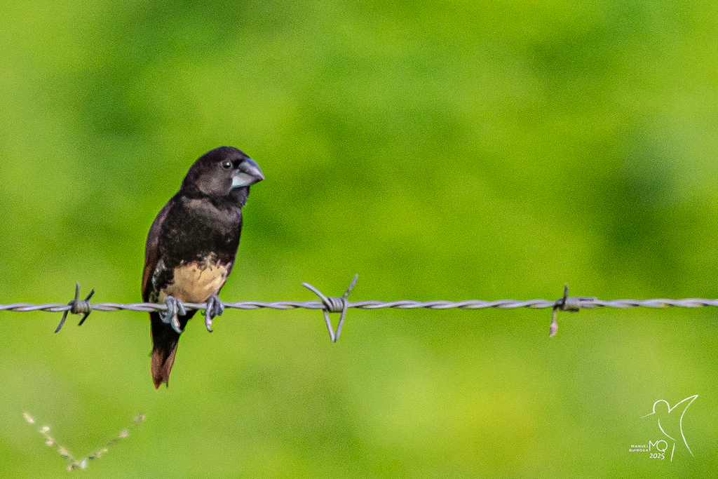 Bismarck Munia (Lonchura melaena) photo