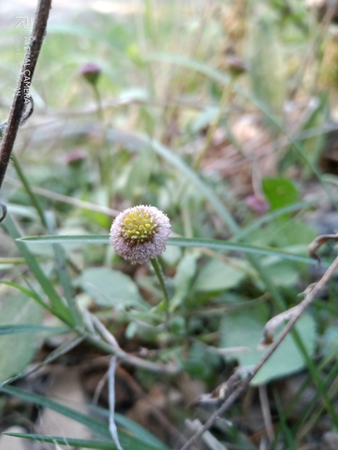 Nepal Myriactis (Myriactis nepalensis)