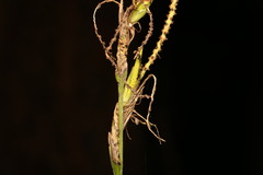 none (Gymnostachys anceps)