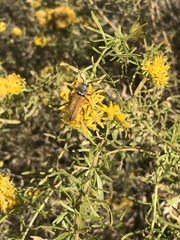 Crossidius suturalis