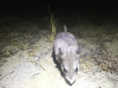Southern Grasshopper Mouse photo 3