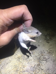 Southern Grasshopper Mouse photo 2