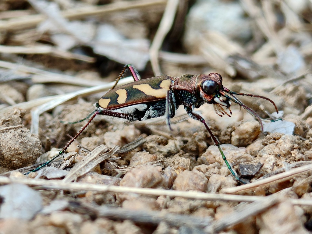 Transverse-banded Tiger Beetle