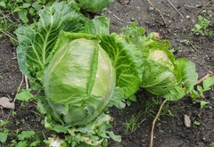Brassica oleracea capitata