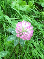 Trifolium pratense