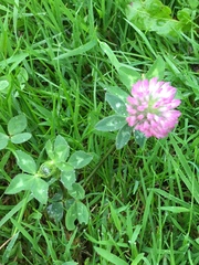Trifolium pratense