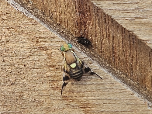 Walnut Husk Fly, 6909 AL Babberich, Nederland, photo 3 of 10