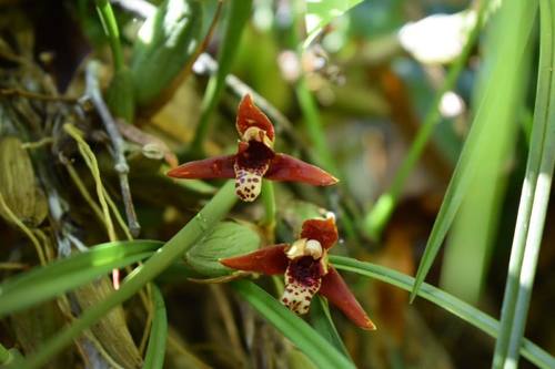 Maxillaria tenuifolia