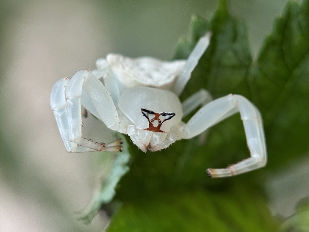 Thomisus marginifrons
