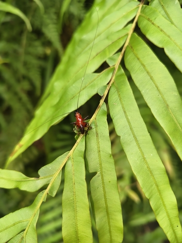 Black-kneed Meadow Katydid