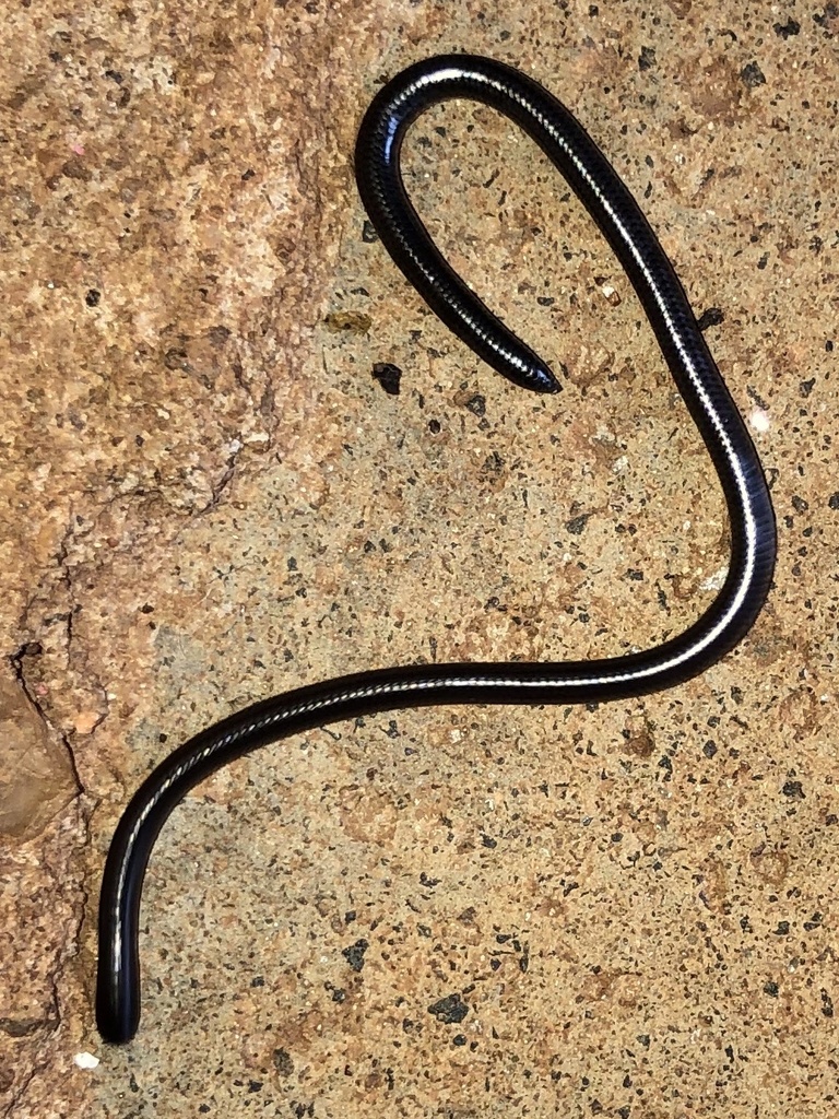 Merker's thread Snake