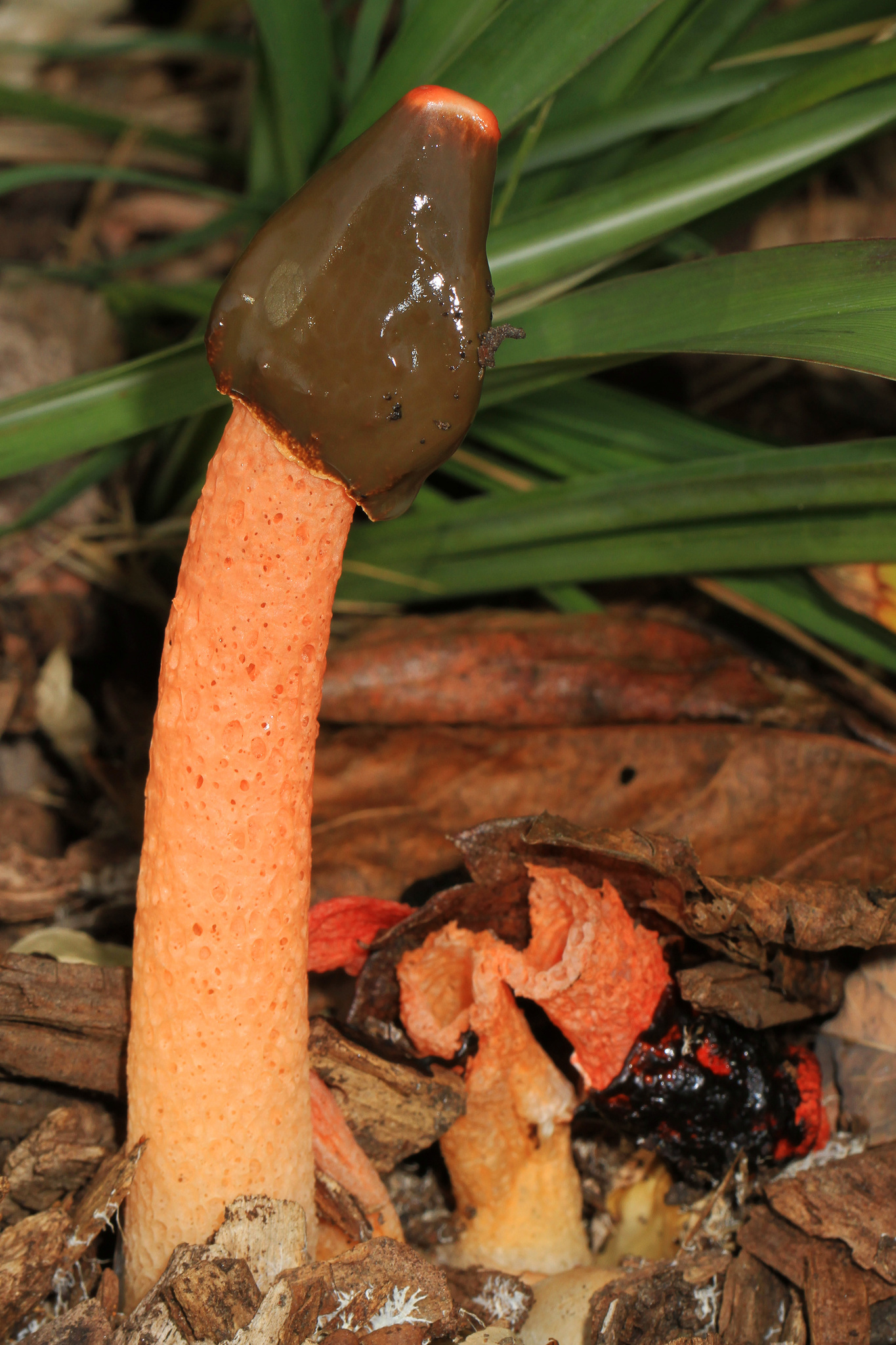 Phallus rubicundus image