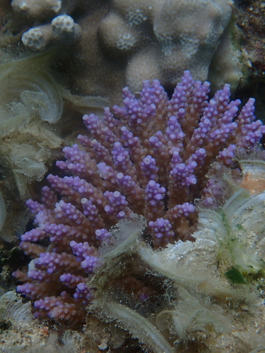 Acropora valida observed 2025-07-19