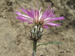 Psephellus boissieri